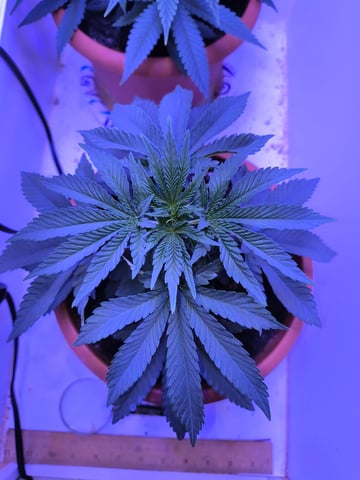 unknown strain 1st grow — vegetative, day 20