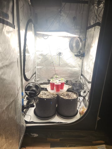Mephisto's Flava Flav (Grape Crush x Guava Fig) — seedling_rooting, day 16