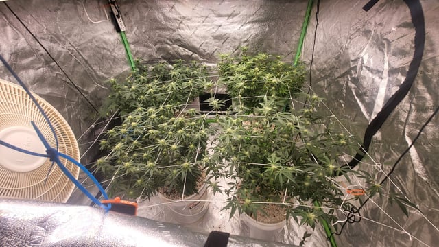 1st grow indoors(cardboard box to 2x2x4 to 5x5x6) — flower, day 103