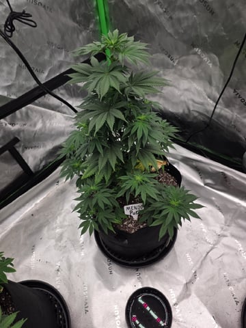 Summer 2026 Grow — none, day 16