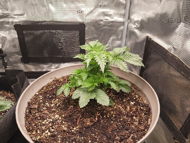 9lbhammer feminized  — vegetative, day 20