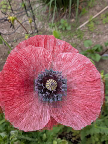 See what grows — vegetative, day 102