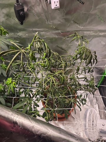 Evermore clones — done, day 49