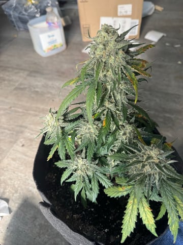SSH and BD — harvest, day 65