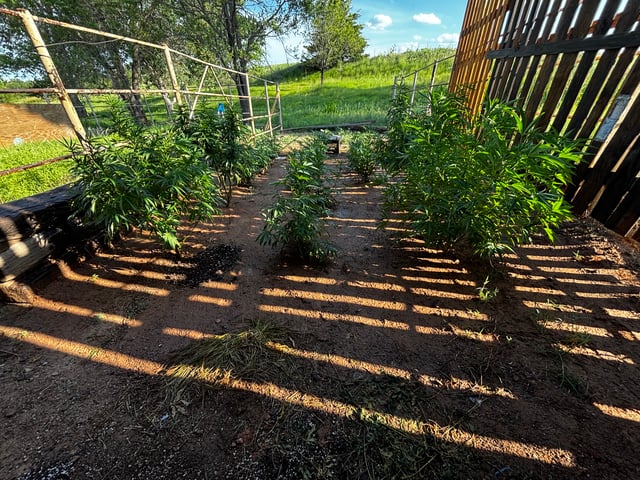 Outdoor Grow — vegetative, day 112