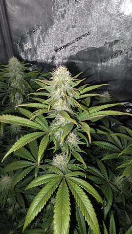 ethos genetics  — flower, day 87