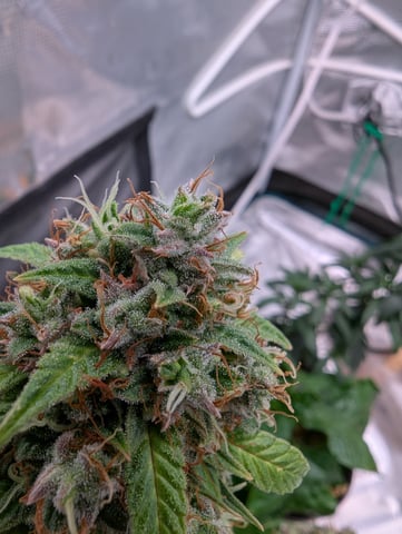 Strawberry Banana — flower, day 97