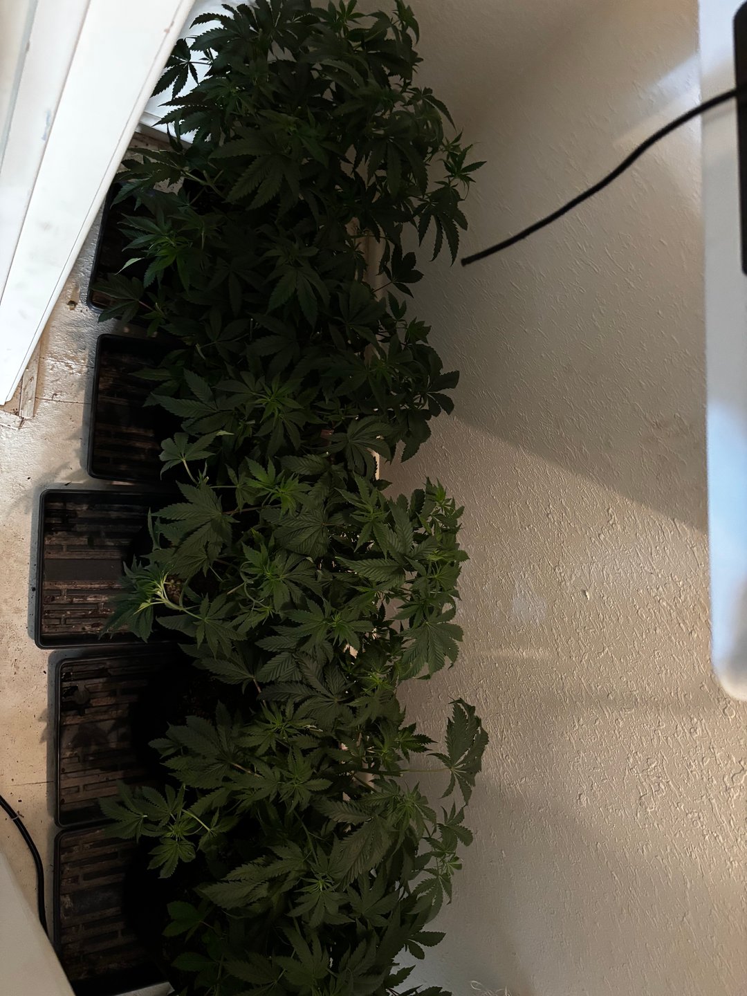 Fruity Pebbles Males