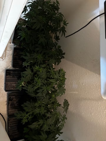 Fruity Pebbles Males — flower, day 1