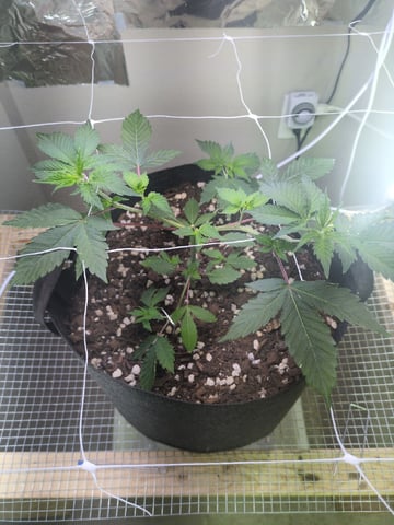 Audrey III — vegetative, day 61