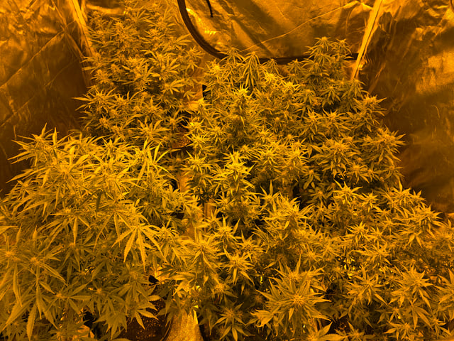 2nd Autoflower Indoor Grow — flower, day 61