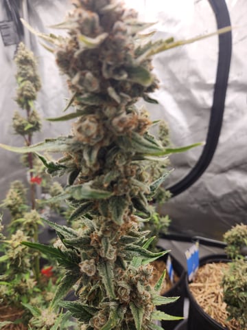 Mephisto Apple Crush and Pop tart OG in Nature's Living Soil.  — flower, day 71