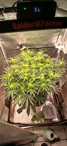 newest ggs setup grow — flower, day 46