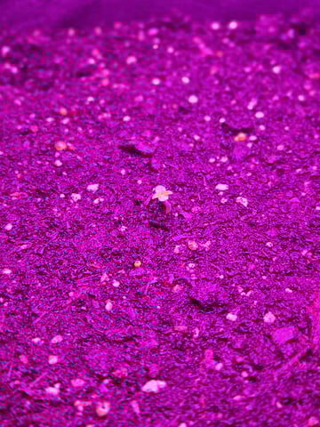 First Grow — seedling_rooting, day 2