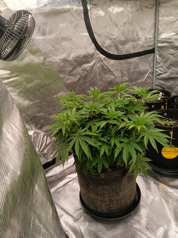 Master Kush — flower, day 49