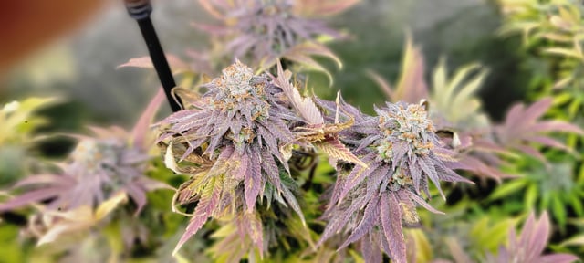 $chooners Grow — flower, day 45