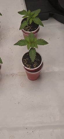 Maple Nectar  — seedling_rooting, day 16