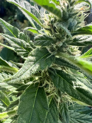 Banjo (Adam’s Plant) — flower, day 73