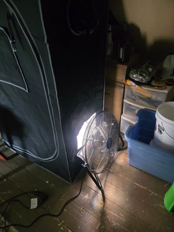 Looking for advice! — flower, day 50