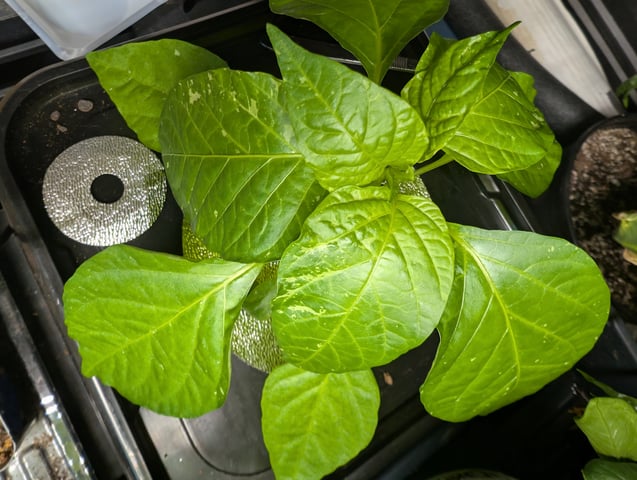 See what grows — vegetative, day 240