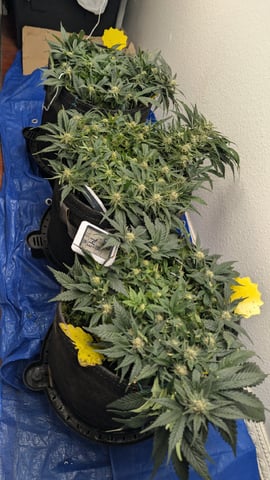 mephisto winter 2026 — flower, day 52