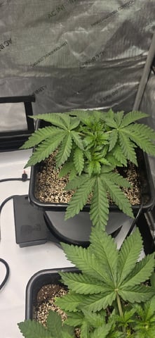 Maple Nectar  — vegetative, day 27
