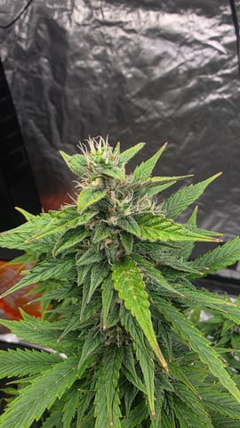 Beginner - My first grow has been an incredible experience so far! — flower, day 73