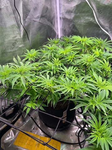 Blue Dream Feminized  — flower, day 103