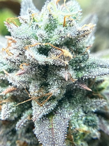 3rd grow  — flower, day 113