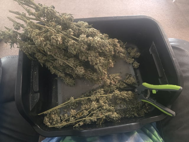 4 strains in 1 tent — done, day 147