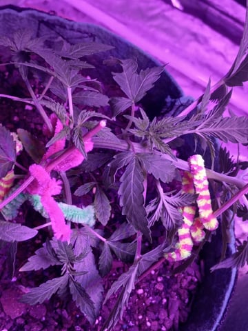 First autos  — vegetative, day 30