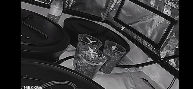 Purple Haze  — seedling_rooting, day 1