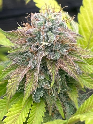 2nd grow — flower, day 145