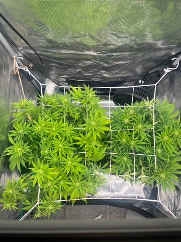 Gorilla Zkittlez & RS #11 — flower, day 64