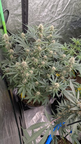 Mixed Grow — flower, day 71