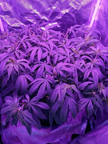 Purple Plum Perfect 💜 & 2 Grape Runtz 🍇 Mainlining garden.  — vegetative, day 128
