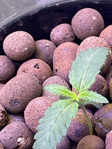 1st Ever Grow (Fat Bastard)(RDWC)  — seedling_rooting, day 11