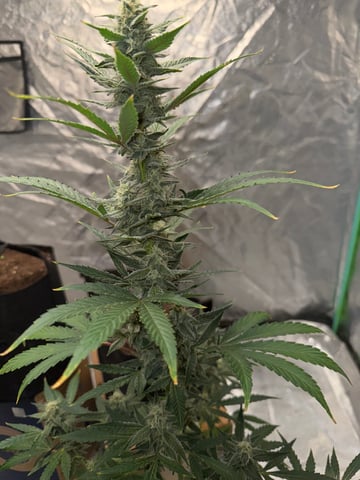 white runtz auto flower — flower, day 55