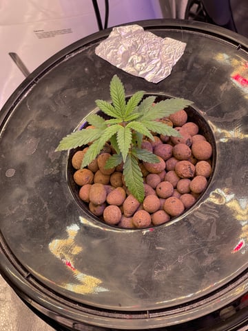 1st Ever Grow (Fat Bastard)(RDWC)  — vegetative, day 27