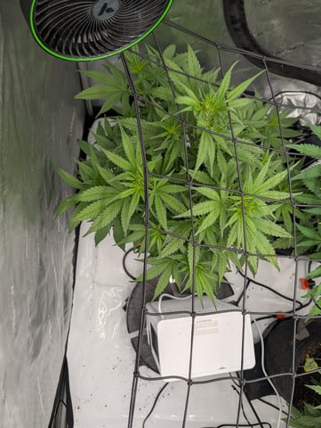 Grow #4 — vegetative, day 40