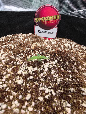 Sapphyre & Rockslide — seedling_rooting, day 4