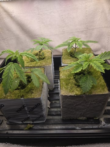 Dr. Sleep — seedling_rooting, day 43