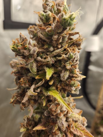 Mephisto Apple Crush and Pop tart OG in Nature's Living Soil.  — flower, day 85