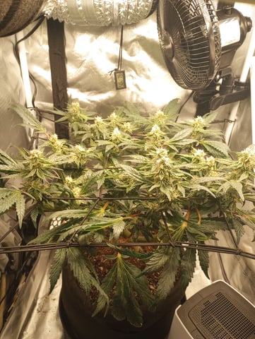 Wizard Punch first grow  — flower, day 89