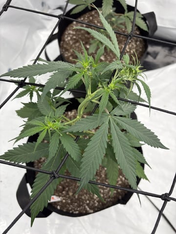 My First Grow