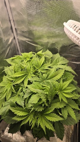 Purple Haze — vegetative, day 22
