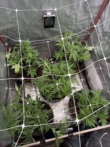 first grow in new 2x2 — vegetative, day 56
