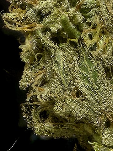 Dirty Bird - Thousand Island Fem & Platinum Kush Breath Remix x Grape Cakehead Fem Photo  — flower, day 107