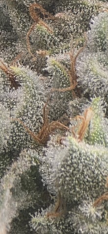 strawberry guava bx — flower, day 26