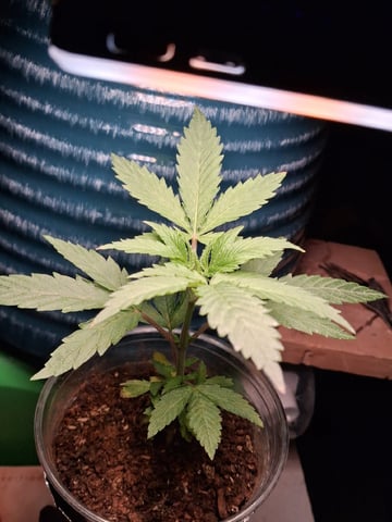 My First Grow — vegetative, day 48